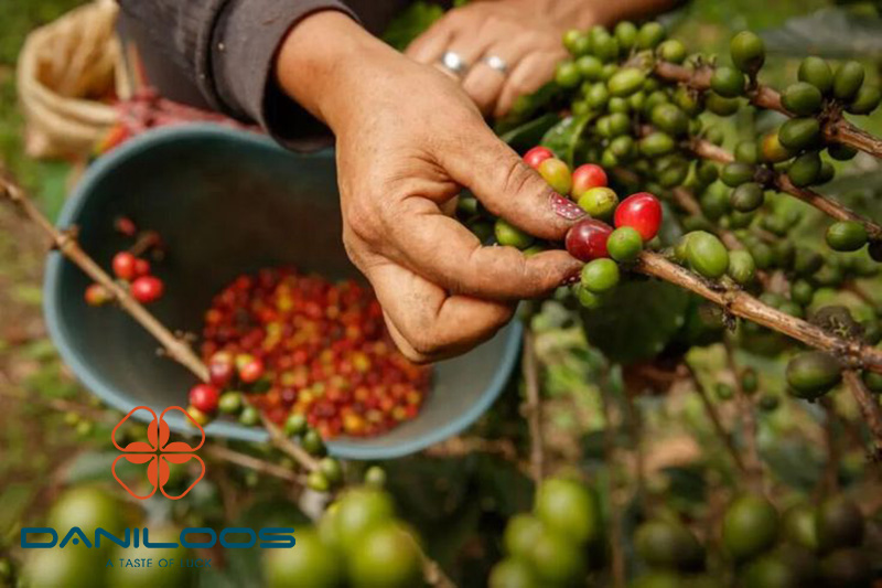 برداشت به روش دستی