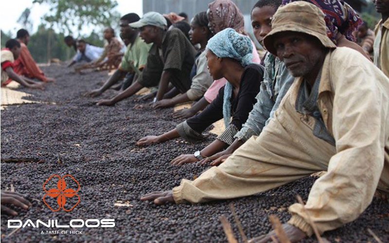 ویژگی های قهوه های کشور های مختلف جهان ویژگی های قهوه های کشور های مختلف جهان