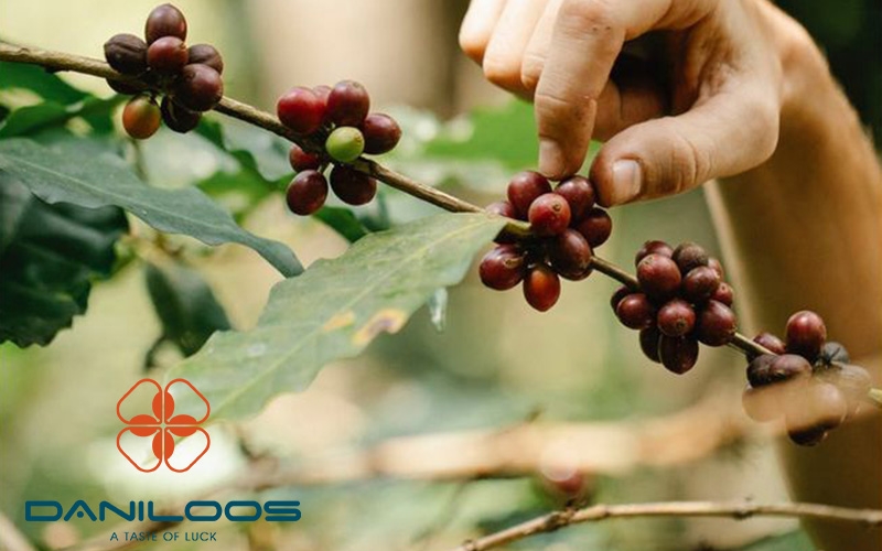 روش ها و فصل مناسب برداشت قهوه روش ها و فصل مناسب برداشت قهوه